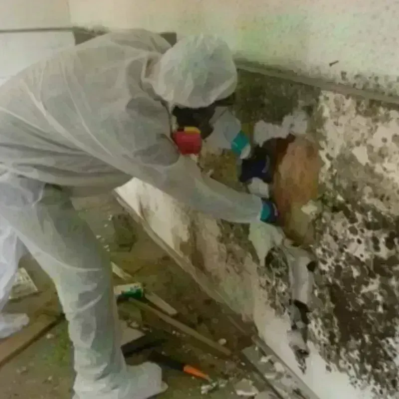 Best Mold Remediation and Removal Service in Auburn, KS